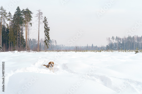 Cute tree color beagle dog walking on winter field full of snow . High quality photo