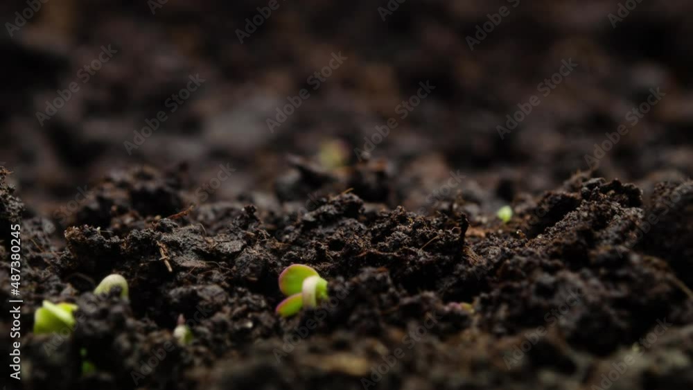 Growing Plants Sprouts Germination. New Born, New Life in Spring Agriculture Concept. Growing Plants Sprouts Germination. New Born, New Life in Spring Agriculture Concept.