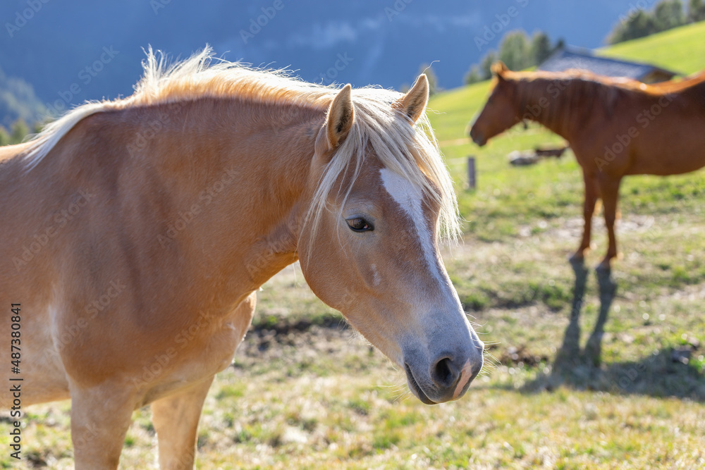 Young horse portrait of the Haflinger breed in Seiser Alm (Alpe di Siusi) South Tyrol, Italy Young horse portrait of the Haflinger breed in Seiser Alm (Alpe di Siusi) South Tyrol, Italy