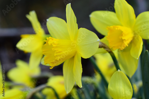 Gelbe Narzisse, Blüte reckt sich in den dunkelblauen Himmel im Frühling, mehrere Blüten im Hintergrund, April