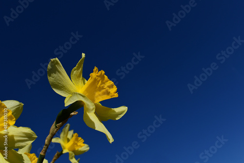Gelbe Narzisse, Blüte reckt sich in den dunkelblauen Himmel im Frühling, mehrere Blüten im Hintergrund, April