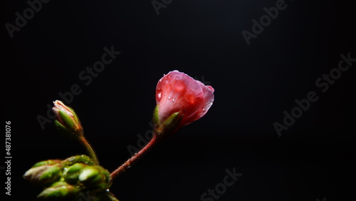 Pink flower with water drops in the dark background selective focus