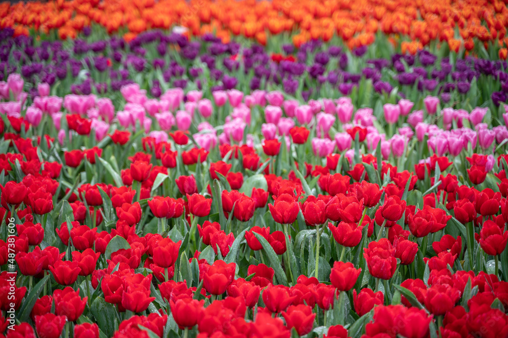 Colorful Tulip flower garden in park, red pink purple and orange. Colorful Tulip flower garden in park, red pink purple and orange.