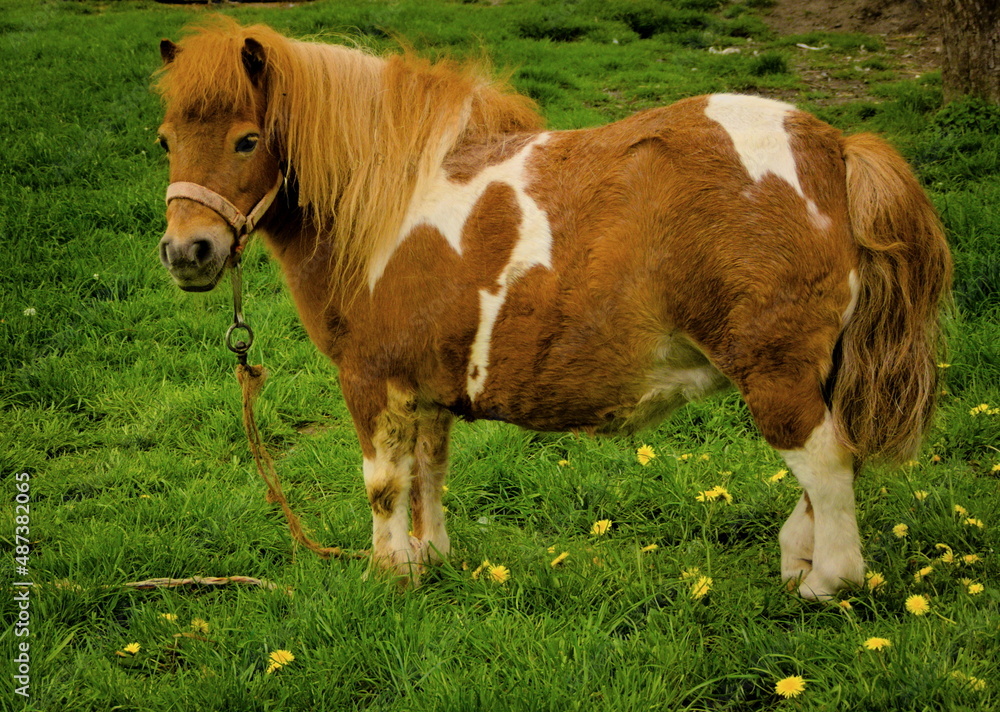 Fototapeta premium Breeding pony on the farm.