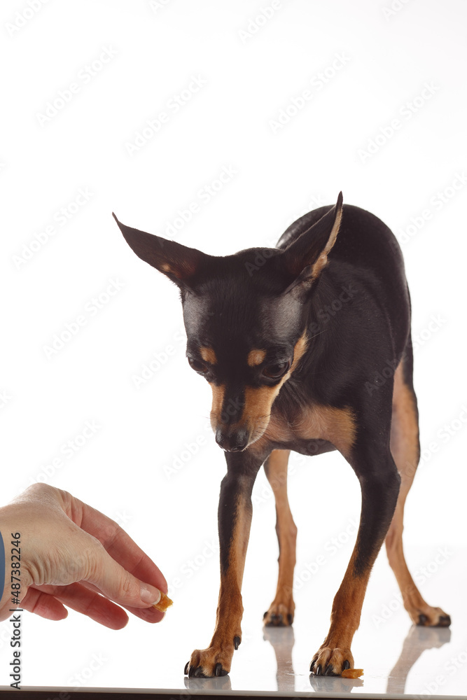 Toy Terrier dog photo portrait. Feeding Toy-terrier