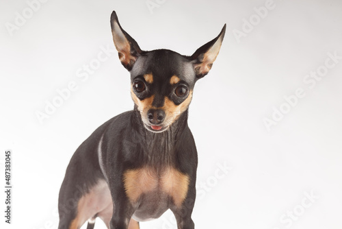 Toy Terrier dog photo portrait.