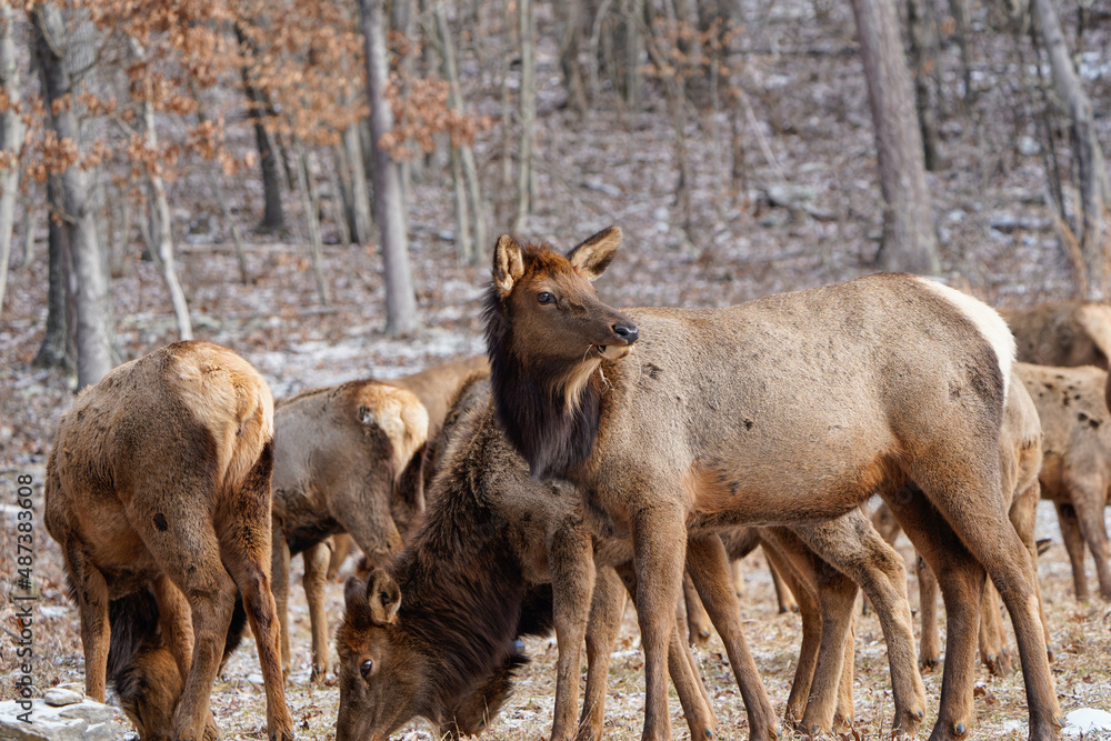 Herd of cow elk searching for food in the winter landscape of Pennsylvania. Herd of cow elk searching for food in the winter landscape of Pennsylvania.