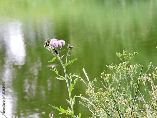 Purple flowers on the lake background