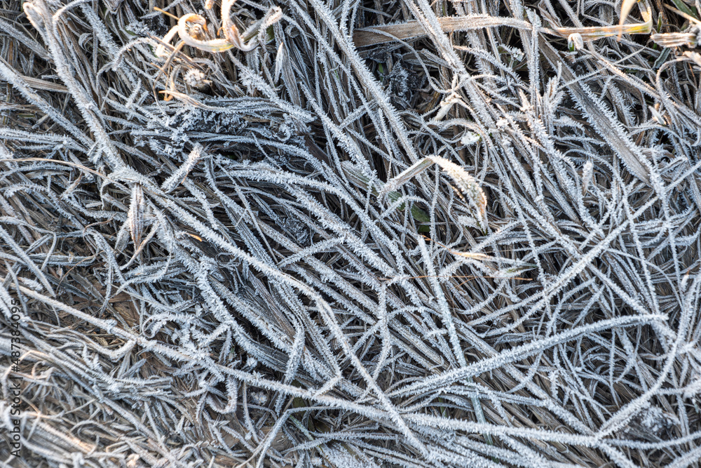 Frosted plants and grasses, covered with frost, frost, ground frost, ice, ice crystals, grass, frozen plants, snow, spring, winter Frosted plants and grasses, covered with frost, frost, ground frost, ice, ice crystals, grass, frozen plants, snow, spring, winter