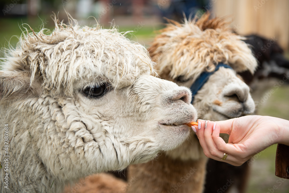 Obraz premium Alpaka