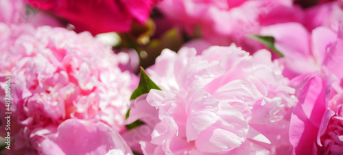 Pink peonies texture banner. Greeting card. Floral background