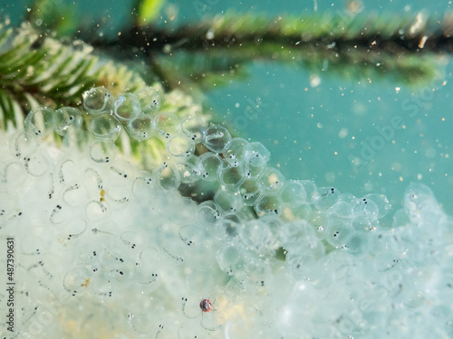 Foto Unhatched European perch fry eggs underwater