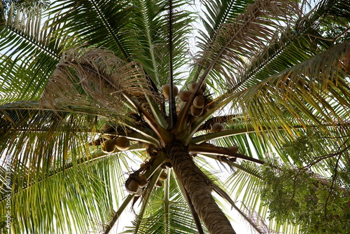 View up or bottom view coconut palm tree