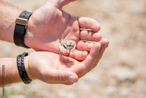 A nestling in the hands of a person, the concept of protecting care and kindness. Partridge chick close up. Defenseless pets.