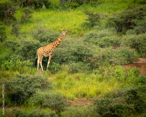 Photography giraffe in the savannah