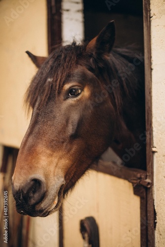 portrait of a horse in a stall and in nature Horse smile. Horse showing teeth, smiling horse, funny horses, funny animal face. laugh animal, look into the frame © Катя Датунова