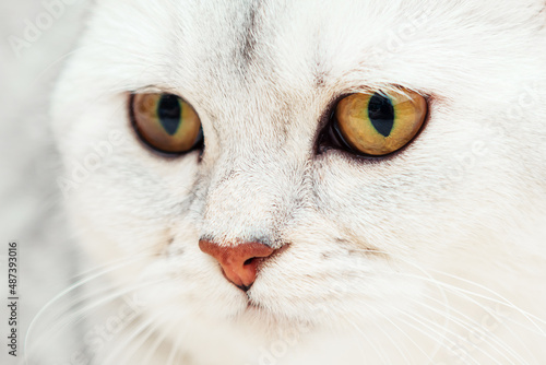 Golden eyes of a beautiful silver shorthair British cat. © lizavetta