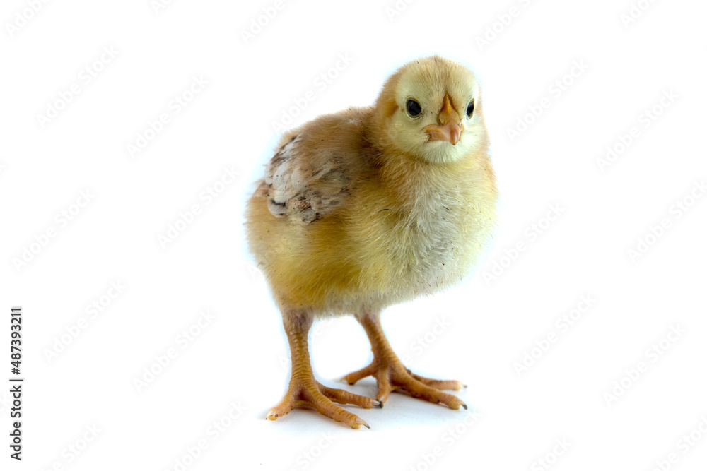 Beautiful cute little chicken isolated on white Beautiful cute little chicken isolated on white