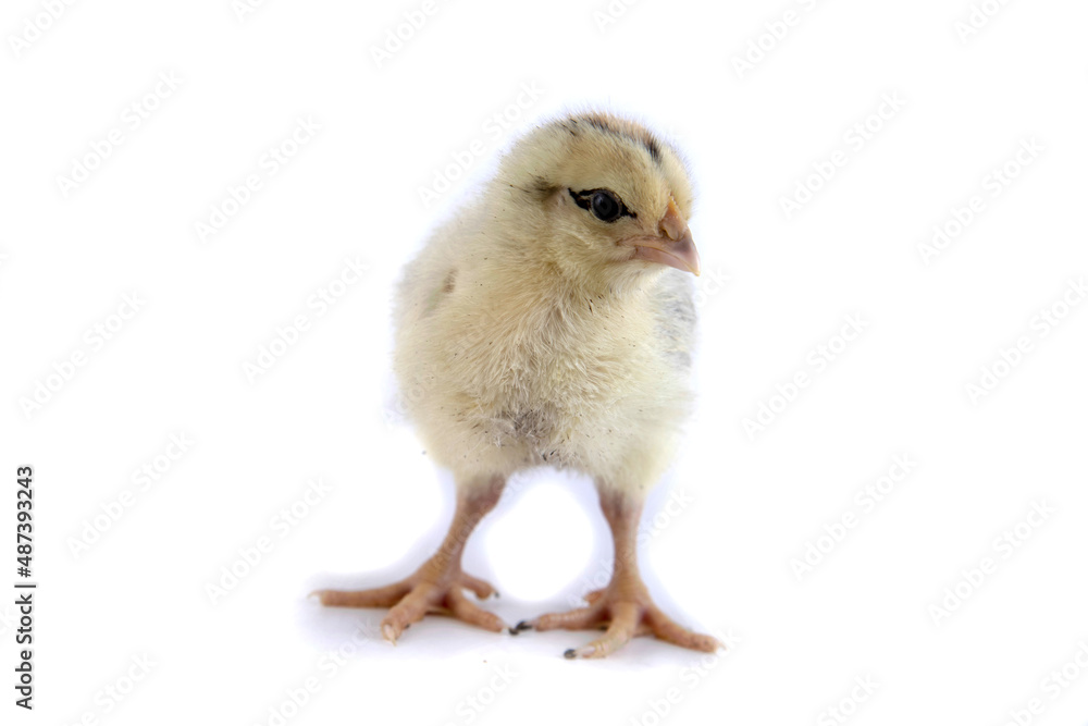 Obraz premium Beautiful cute little chicken isolated on white