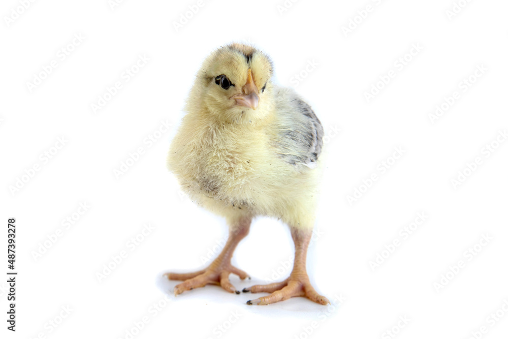 Beautiful cute little chicken isolated on white Beautiful cute little chicken isolated on white