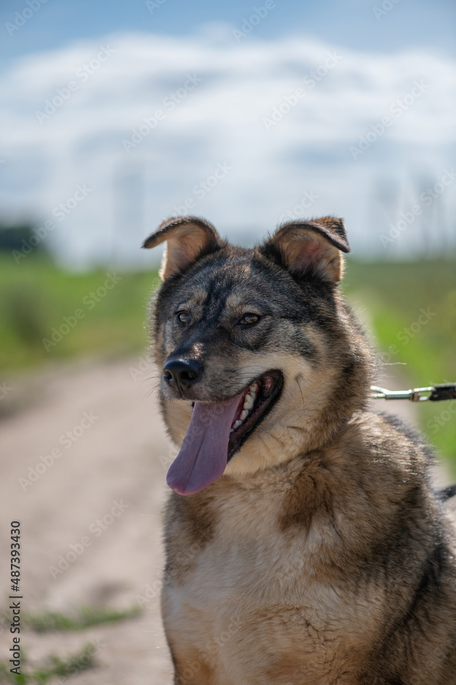 Naklejka premium Homeless dog from an animal shelter outdoors.