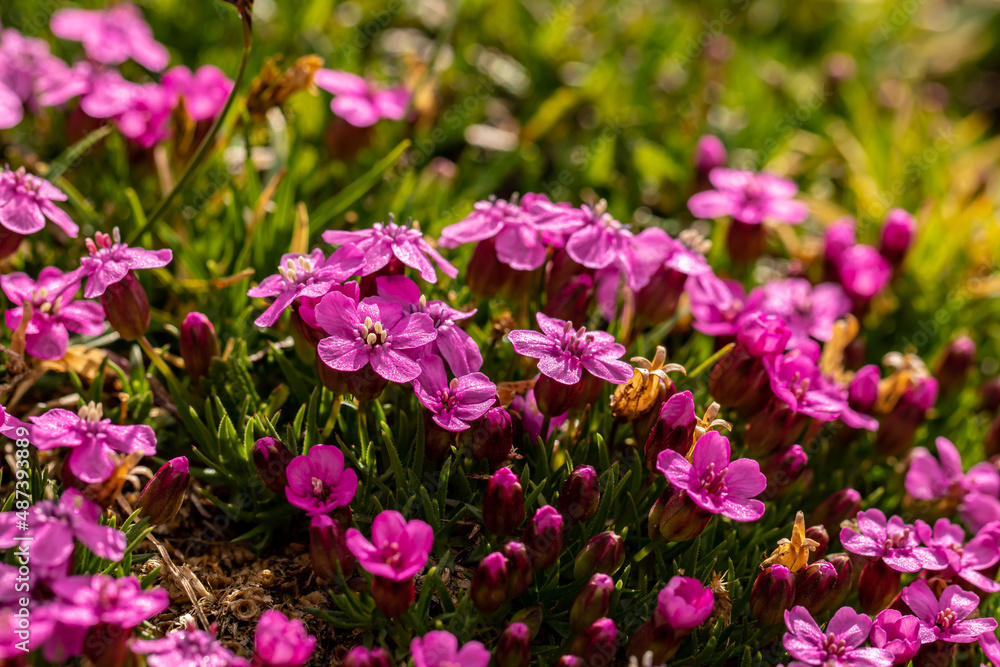 Saponaria ocymoides flower growing in mountains, macro Saponaria ocymoides flower growing in mountains, macro