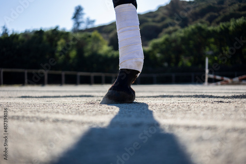 Close-up of the leg of a brown horse with a white bandage in a dressage ring with a forest in the background on a sunny day
