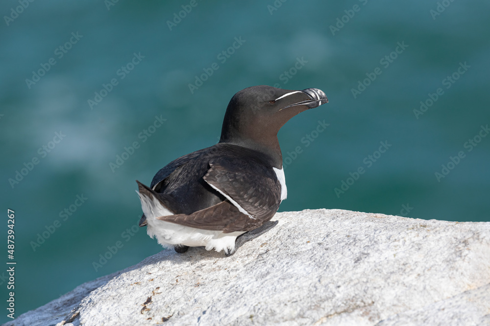 Obraz premium Razorbill