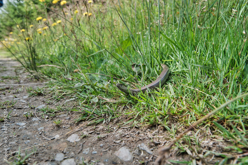 Slow worm along the Rothaarsteig hiking path, Sauerland