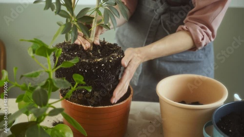 Female gardener uprooting Schefflera arboricola plant