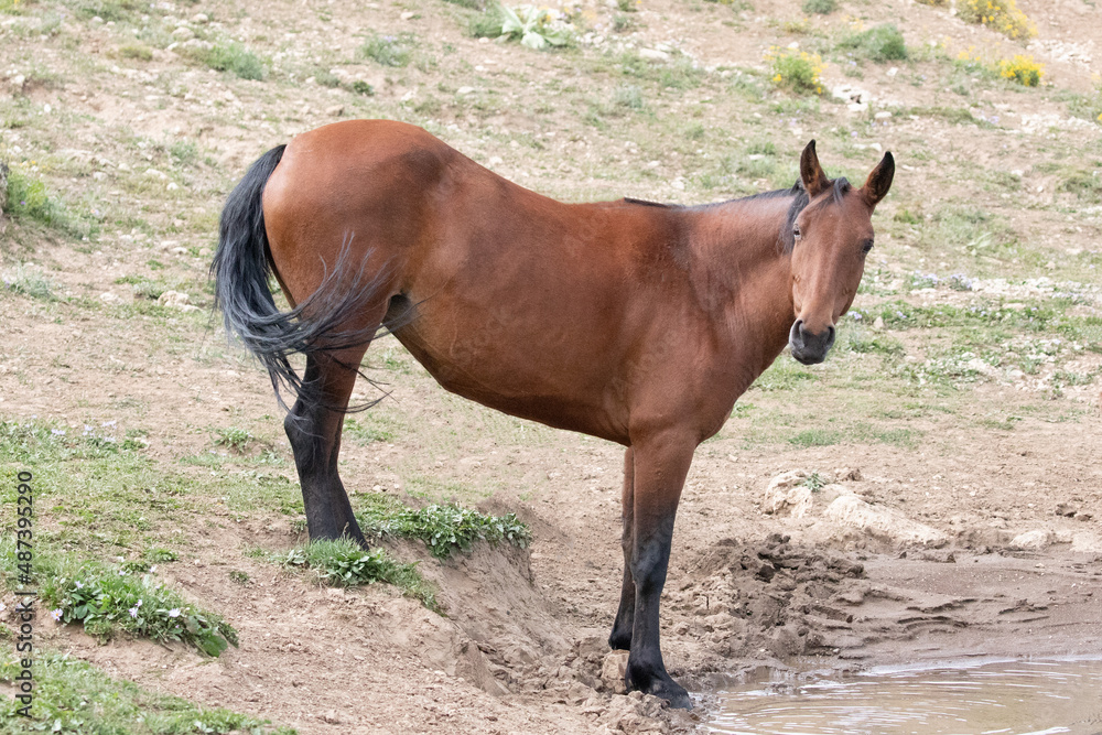 Chestnut Bay Wild Horse Mustang mare at the waterhole in the Pryor Mountains Wild Horse Range in Wyoming United States Chestnut Bay Wild Horse Mustang mare at the waterhole in the Pryor Mountains Wild Horse Range in Wyoming United States