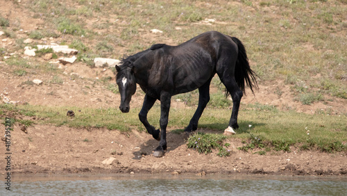 Black Stallion Mustang coming down to the waterhole in the United States