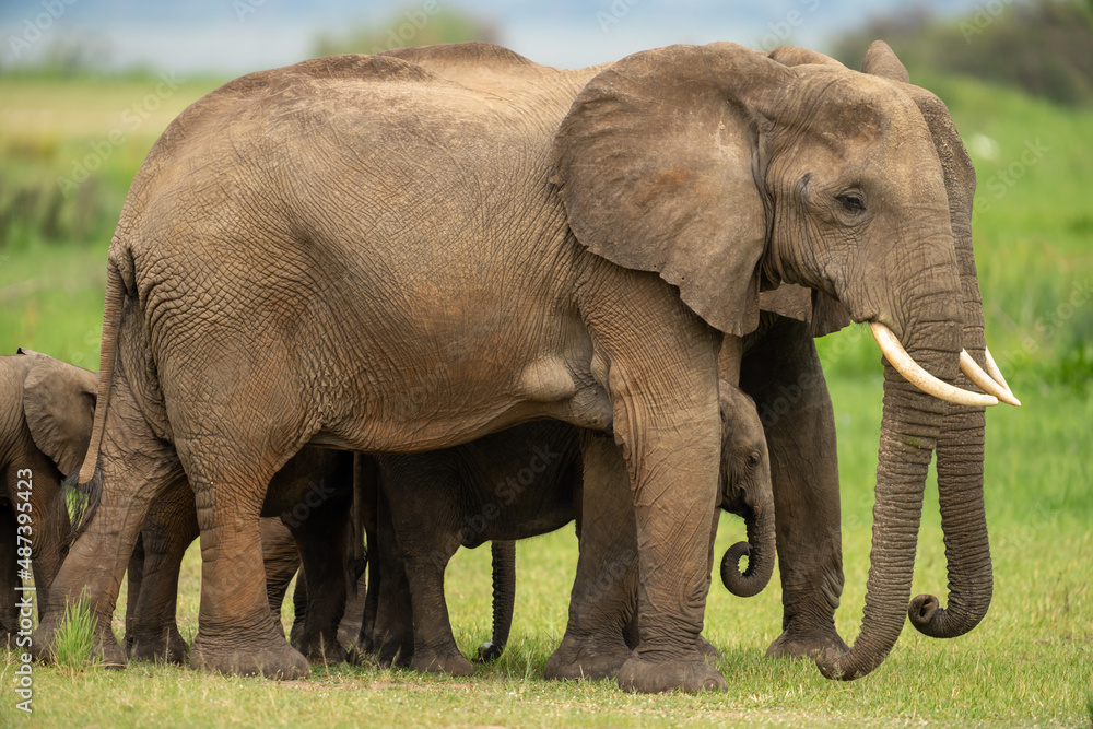 Obraz premium Family