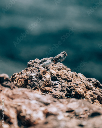 Fototapet Darwin's finches perched on volcanic rock on Volcano Chico, Isla Isabela, Galapagos, Ecuador