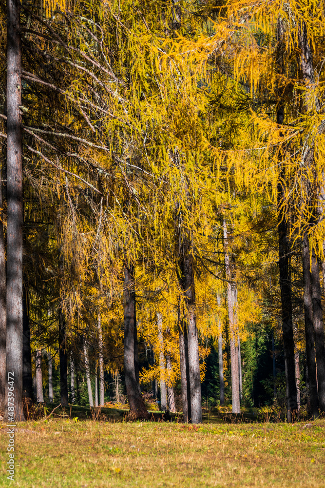 Obraz premium Autumn in Val Fiscalina, Dolomites Park.