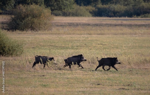 Fototapeta Naklejka Na Ścianę i Meble -  wild boar in the wild