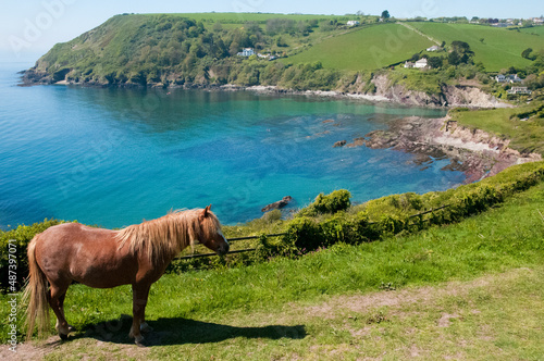 Resting horse in the pictoresque landscape of Talland Bay, Cornwall photo