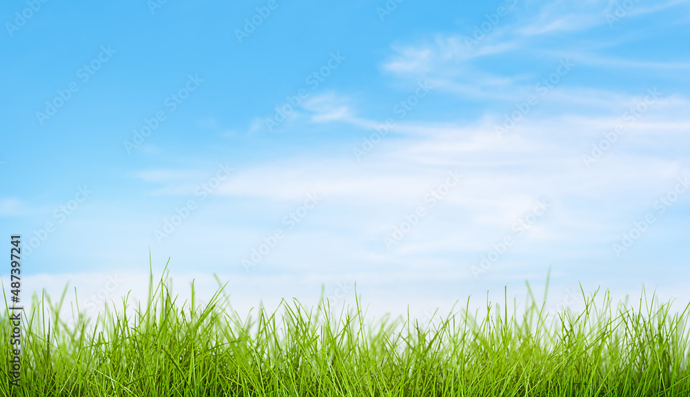 fresh spring grass against blue sky