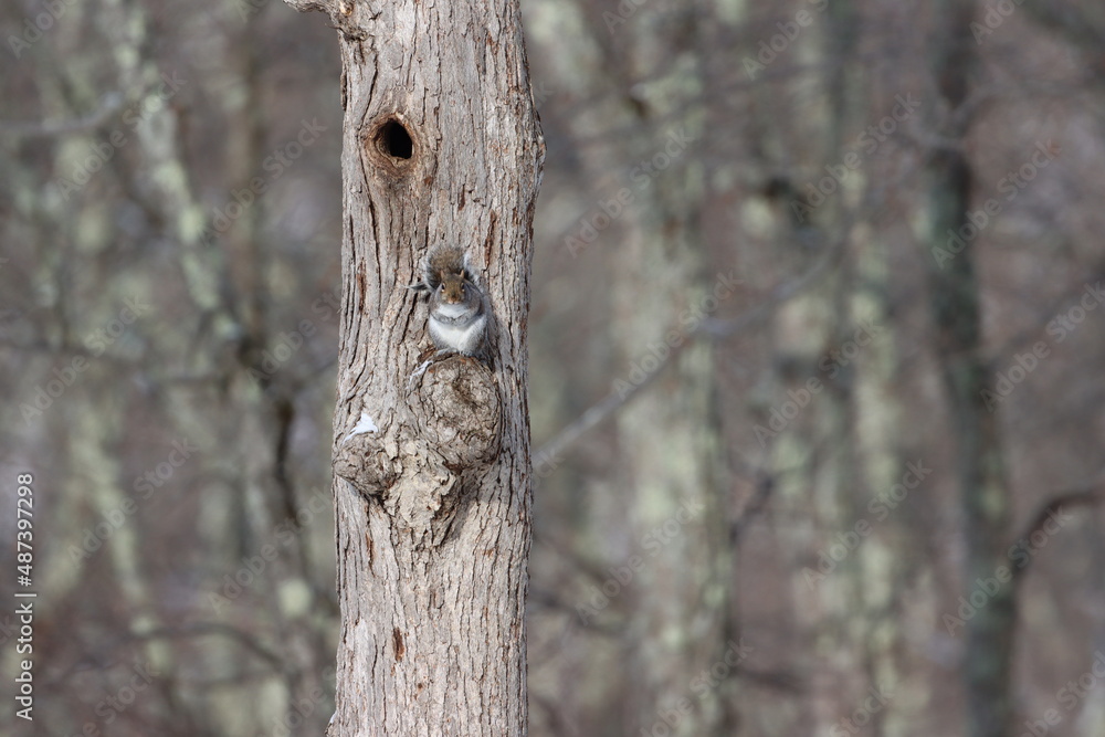 Adorable tree squirrel sitting outside the opening to its home Adorable tree squirrel sitting outside the opening to its home
