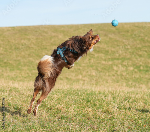 Hund Action Spielzeug springen australian shepherd