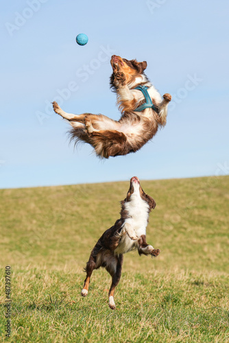 Hund Action Spielzeug australian shepherd