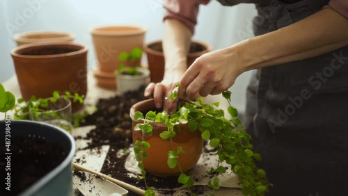 Crop female gardener planting kiereweed photo