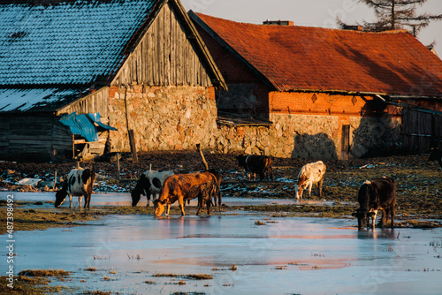 Fototapeta Naklejka Na Ścianę i Meble -  old farm in the village
