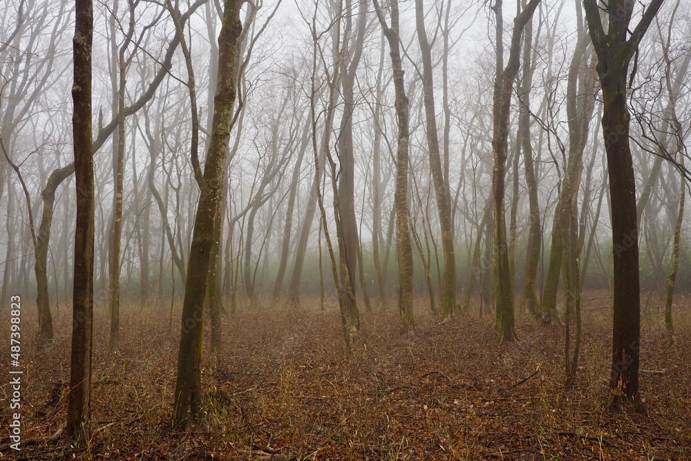 Obraz premium 幻想的な霧に包まれた秋の森