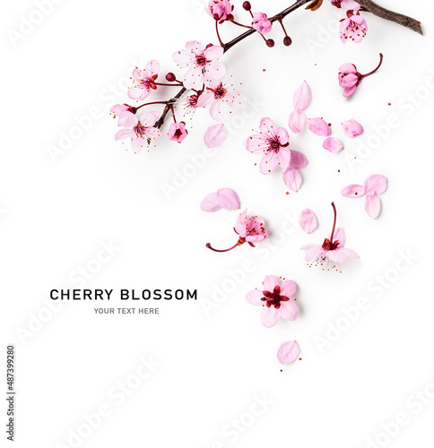 Foto Cherry tree blossom.