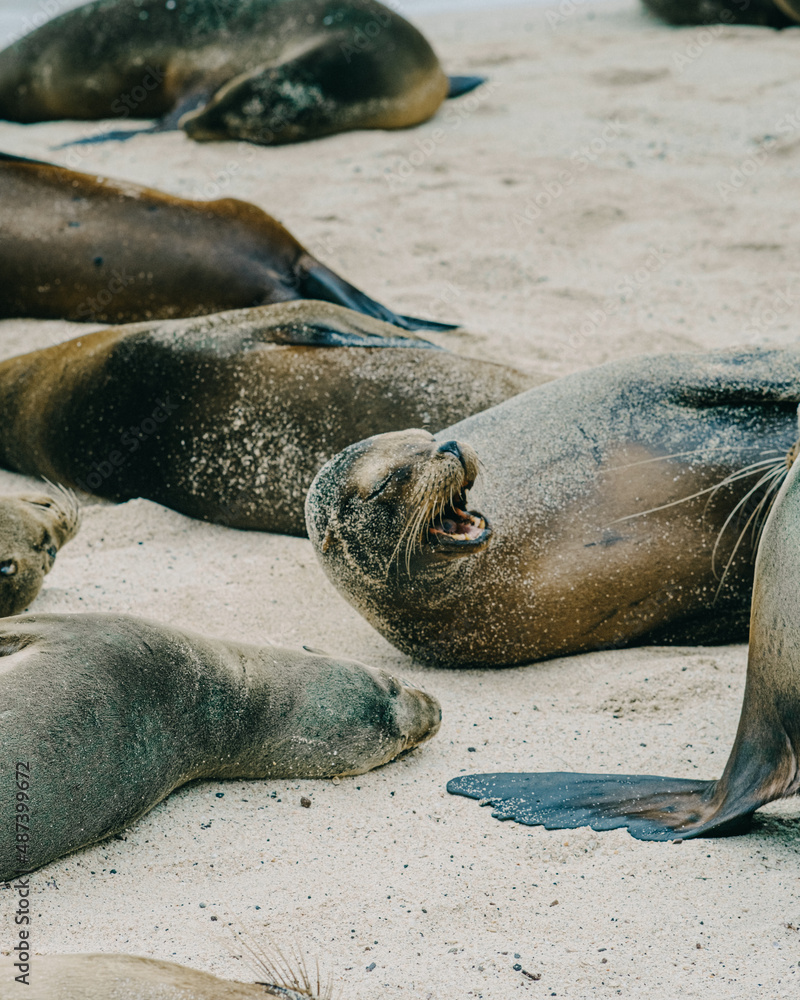 Fototapeta premium Group of Galápagos sea lions on the beach 