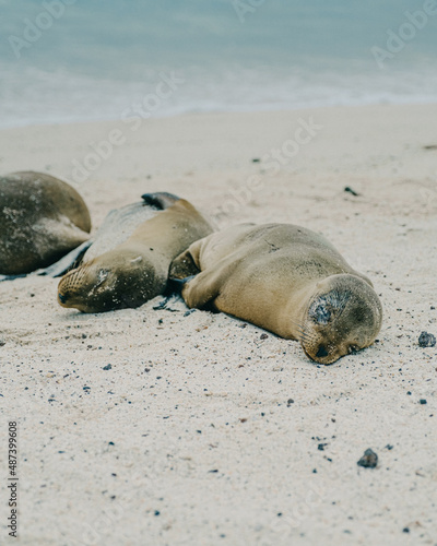 Galápagos sea lions 