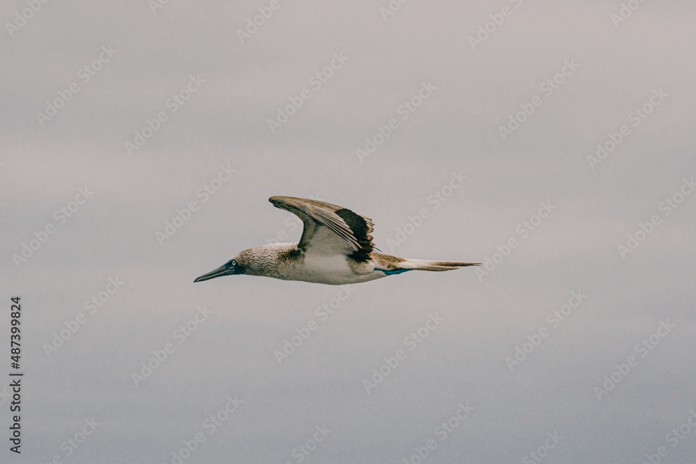 Obraz premium Blue footed booby in flight