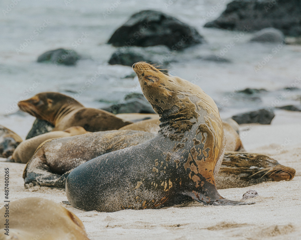 Fototapeta premium Galápagos sea lion sunbathing