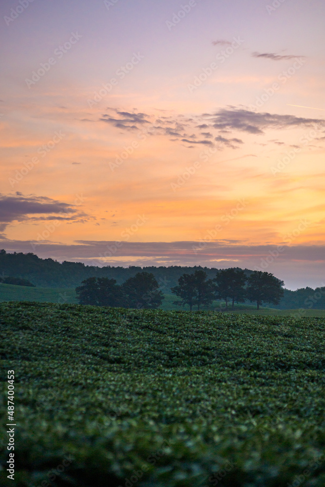 Obraz premium Orange Sunrise Over a Green Farm Soy Bean Field in the Early Morning Dew with Trees in the Distance